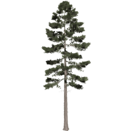 Pinus ponderosa A spring summer autumn