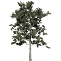 Pinus ponderosa B spring summer autumn