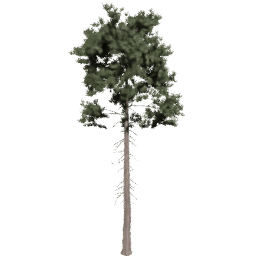 Pinus ponderosa C spring summer autumn