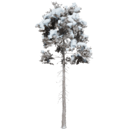 Pinus ponderosa C winter