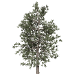 Pinus ponderosa D spring summer autumn