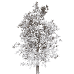 Pinus ponderosa D winter