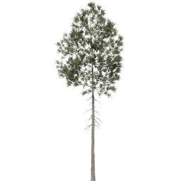 Pinus ponderosa E spring summer autumn