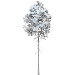 Pinus ponderosa E winter