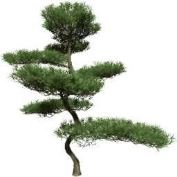 Podocarpus macrophyllus B spring summer autumn