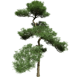 Podocarpus macrophyllus C spring summer autumn