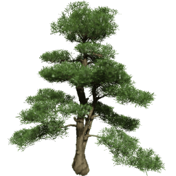 Podocarpus macrophyllus D spring summer autumn
