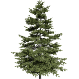Pseudotsuga menziesii B spring summer autumn