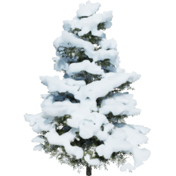 Pseudotsuga menziesii B winter