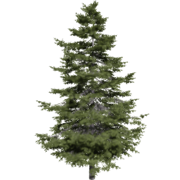 Pseudotsuga menziesii C spring summer autumn