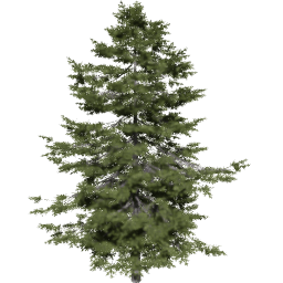 Pseudotsuga menziesii D spring summer autumn