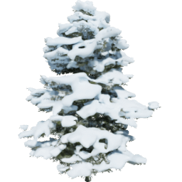 Pseudotsuga menziesii D winter
