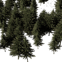 Picea obovata B autumn