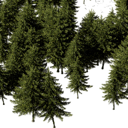 Picea obovata B spring