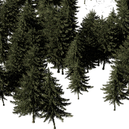 Picea obovata B summer