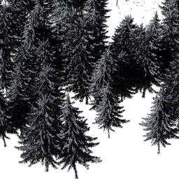 Picea obovata B winter