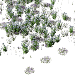Phlox mix A spring summer