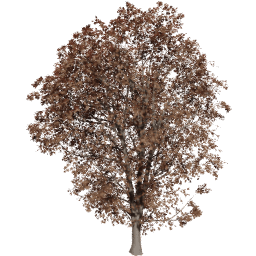 Acer pseudoplatanus A autumn