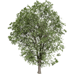 Acer pseudoplatanus A summer