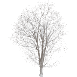 Acer pseudoplatanus A winter