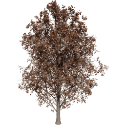 Acer pseudoplatanus B autumn