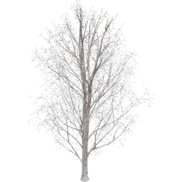 Acer pseudoplatanus B winter