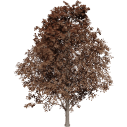 Acer pseudoplatanus C autumn