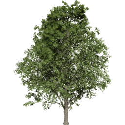 Acer pseudoplatanus C summer