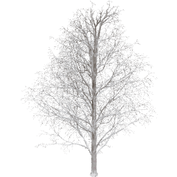 Acer pseudoplatanus C winter