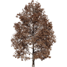 Acer pseudoplatanus D autumn