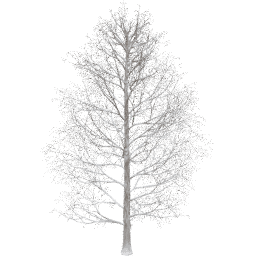 Acer pseudoplatanus D winter