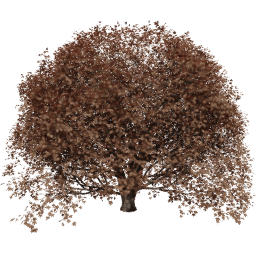 Acer pseudoplatanus T autumn