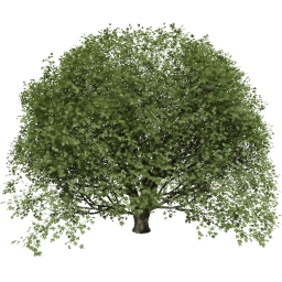 Acer pseudoplatanus T summer