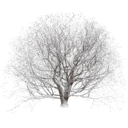 Acer pseudoplatanus T winter
