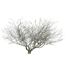Aesculus californica A winter