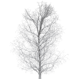 Aesculus hippocastanum A winter