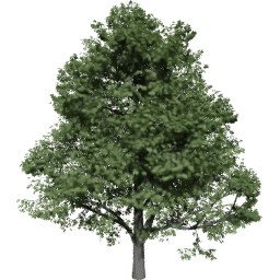 Aesculus hippocastanum B summer