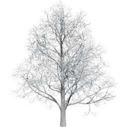 Aesculus hippocastanum B winter