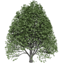 Aesculus hippocastanum C summer