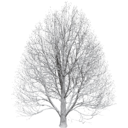 Aesculus hippocastanum C winter