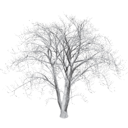 Aesculus hippocastanum D winter