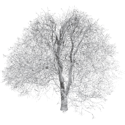 Aesculus hippocastanum E winter