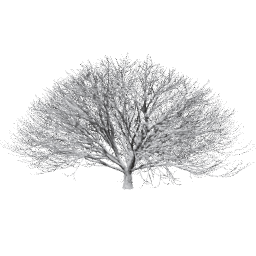 Aesculus hippocastanum F winter