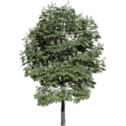 Aesculus hippocastanum G spring summer