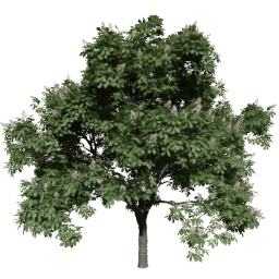 Aesculus hippocastanum I spring summer