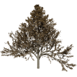 Alnus glutinosa A autumn