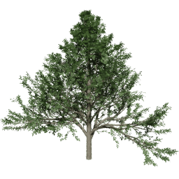 Alnus glutinosa A summer