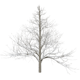 Alnus glutinosa A winter