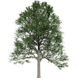 Alnus glutinosa B summer