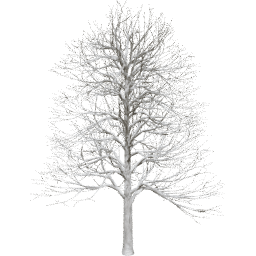 Alnus glutinosa B winter